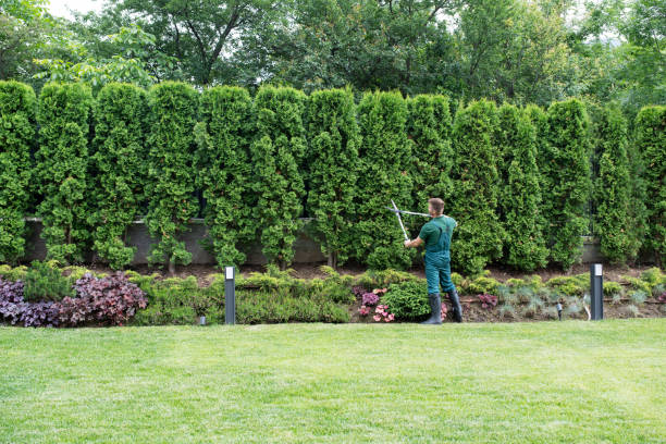 Professional Tree Services in Lampeter, PA