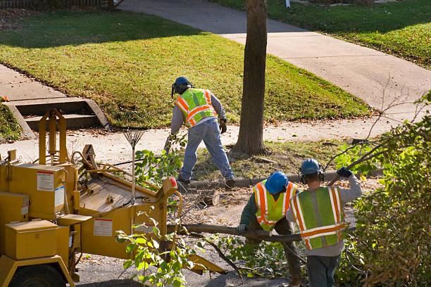 How Our Tree Care Process Works  in  Lampeter, PA