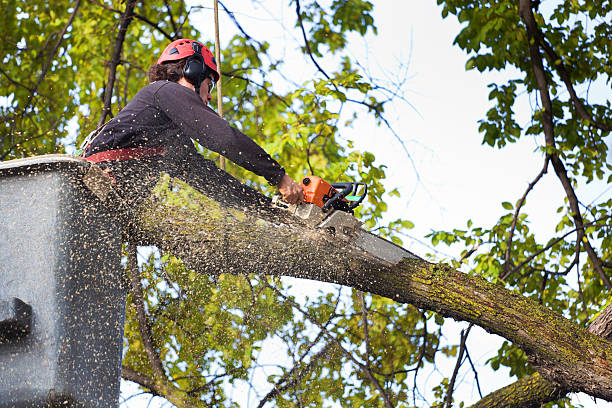 Best Arborist Consultation Services  in Lampeter, PA